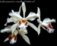 /album/fotogalerie-laelia-purpurata/l-purpurata%20var-semialba%20%c2%b4oculata-red%c2%b4-jpg/